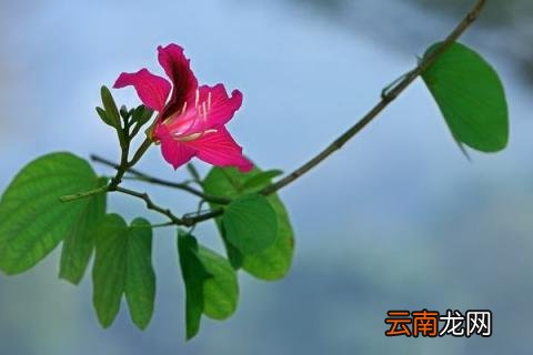 紫荆花能长多高