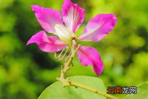 紫荆花什么颜色