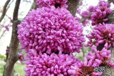 紫金花和紫荆花一样吗