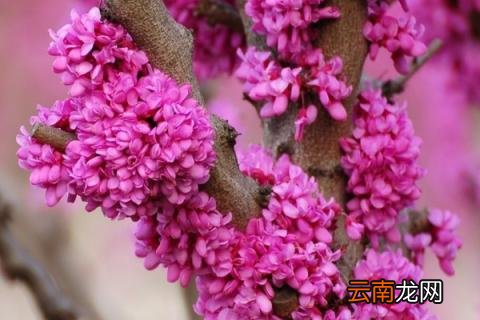 紫金花和紫荆花一样吗