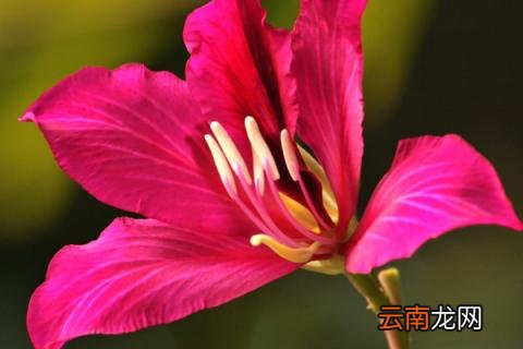 紫荆花秋季开花是怎么样的