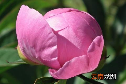 牡丹花和芍药怕冻吗