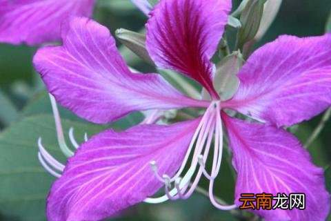 紫荆种植什么时候剪枝