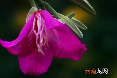 紫荆花叶子变红是什么原因