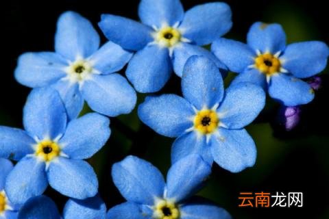 勿忘我冬天在北方能过冬吗