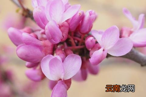 紫荆花种在家前面好不好