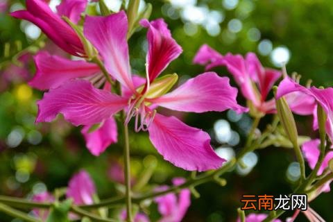 紫荆花秋季可以修剪吗
