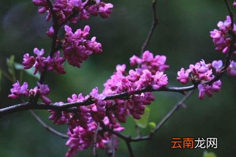 紫荆花有香味吗