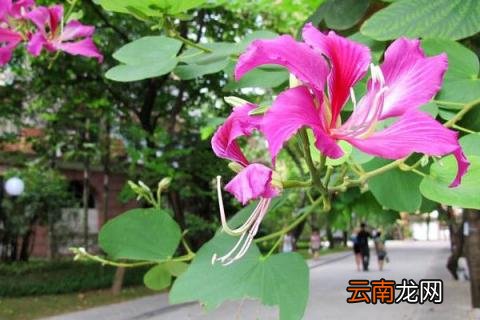 紫荆花扦插几年开花