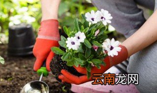 顽强生长的植物常见的有哪些 常见的顽强生长的植物有哪些
