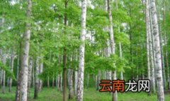 白桦的养殖方法和注意事项 白桦的养殖方法和注意事项介绍