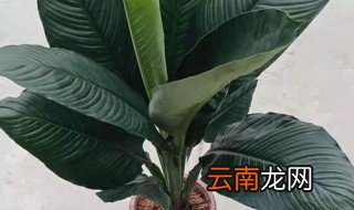 绿巨人的养殖的方法和注意的事项 绿巨人的养殖的方法和注意的事项介绍