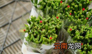 绿玉树的养殖方法和注意事项 绿玉树的养殖方法和注意事项介绍
