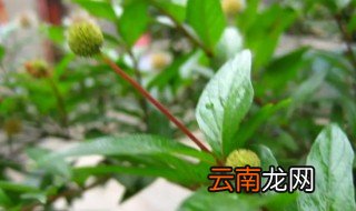 水杨梅的养殖方法和注意事项 水杨梅的养殖方法和注意事项介绍