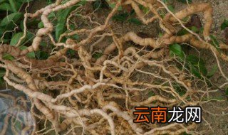 巴戟天的养殖方法和注意事项 巴戟天的养殖方法和注意事项介绍