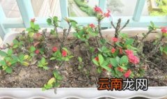 刺梅黄叶子怎么回事 刺梅黄叶子是什么原因