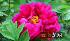 牡丹叶子干枯怎么回事 牡丹叶子干枯咋回事