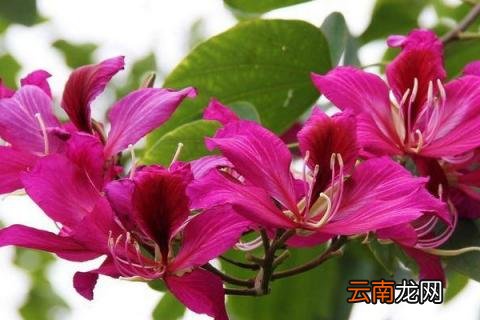 紫荆花的叶子长什么样