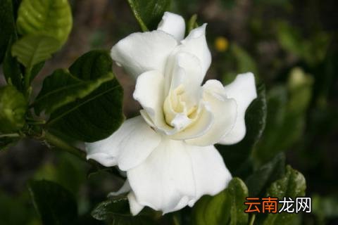 栀子花和桂花哪个香