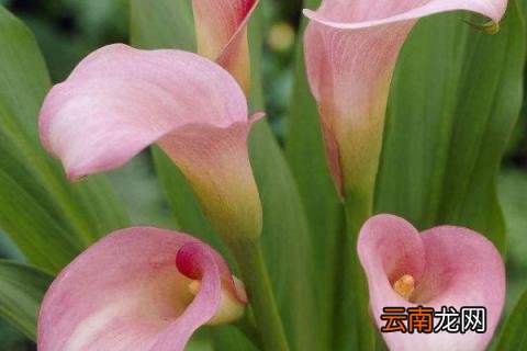 海芋花和马蹄莲的区别