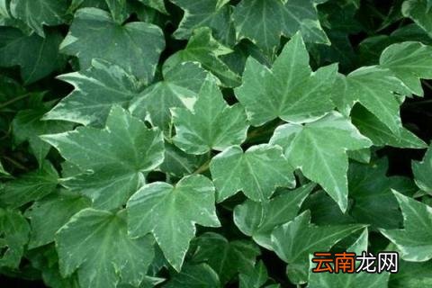 爬滕类植物有那些