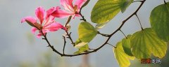 紫荆花冬天会开吗