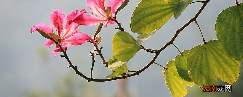 紫荆花冬天会开吗