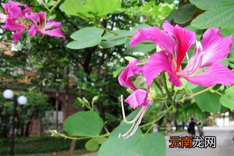 紫荆花可以种在院子里吗