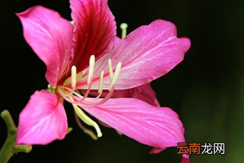 紫荆花盆栽可以放室内吗