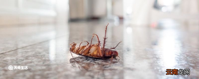 为什么蟑螂越打越多 蟑螂越打越多的方法