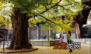 黄色皮衣可以搭配黑色蕾丝连衣裙吗 有哪些搭配技巧