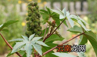 有毒的植物有哪些 有毒的植物介绍