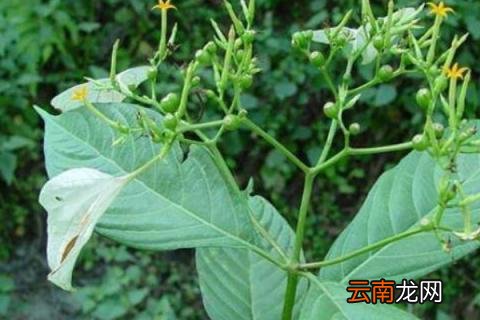 金银甜草又叫什么