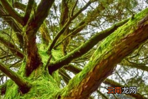 百香籽为什么叫吸血籽