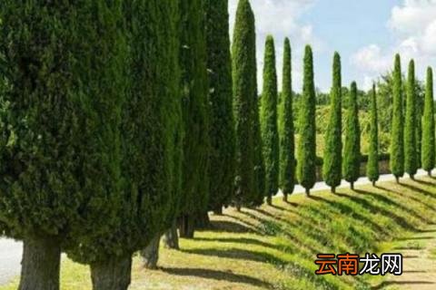 百香籽为什么叫吸血籽