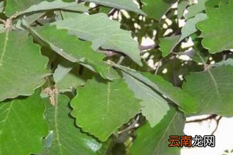 白栎果实能吃吗