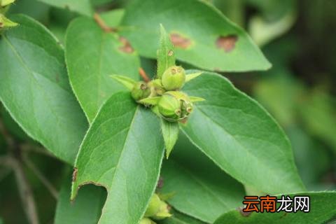 葱皮忍冬的果实能吃吗