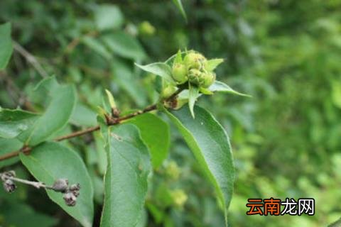 葱皮忍冬的果实能吃吗