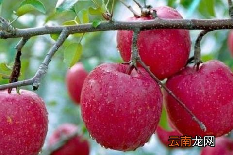 瓜果飘香是什么季节