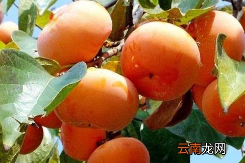 瓜果飘香是什么季节