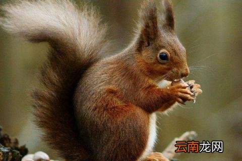 秋天代表性的动植物