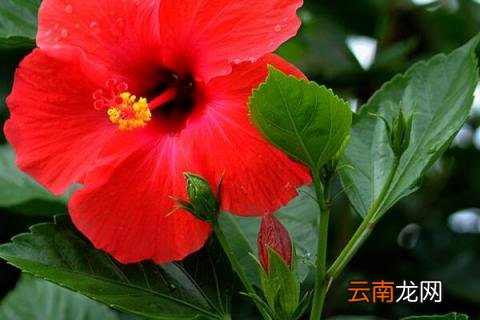 新买的扶桑花怎样缓苗