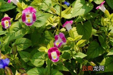 夏堇花蔫了怎么办