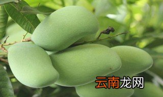 青芒果怎么放熟 两个技巧学会了吗