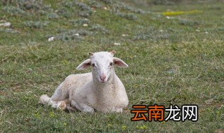 给羊洗胃有哪些办法 羊胃怎么清洗与处理