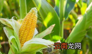 玉米怎么看成熟了 怎么看种的玉米熟了