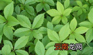 什么植物的一片叶子有八个角 哪些植物的一片叶子有八个角