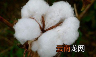 棉花是双子叶植物还是单子叶植物 棉花属于双子叶植物还是单子叶植物