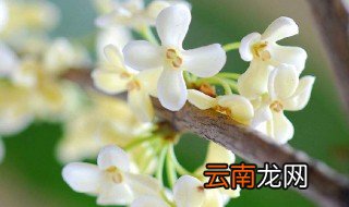 桂花是单子叶植物还是双子叶植物 桂花属于单子叶植物还是双子叶植物