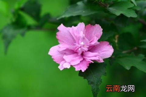 小木槿枝干变黑怎么办